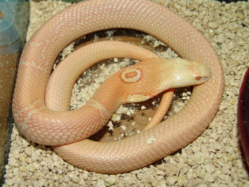 眼镜蛇的白化个体