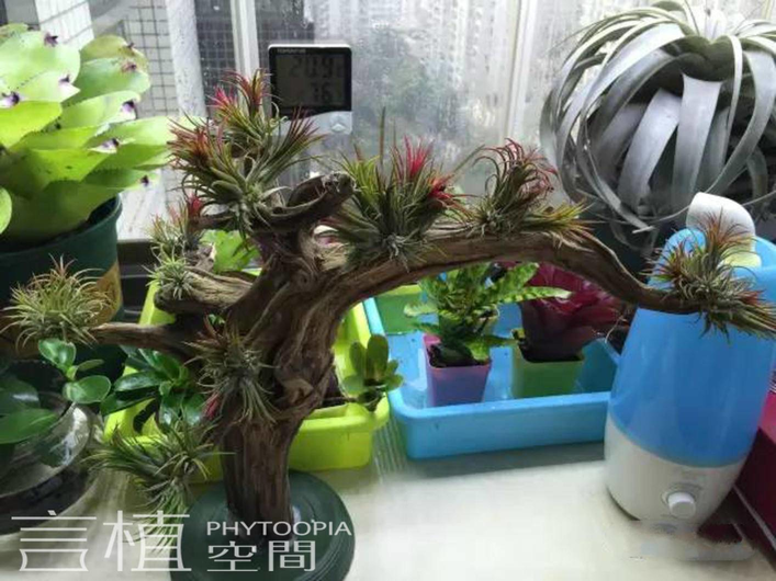 言植空间,生态造景,雨林缸,一个积水凤梨与空气凤梨爱好者的缸