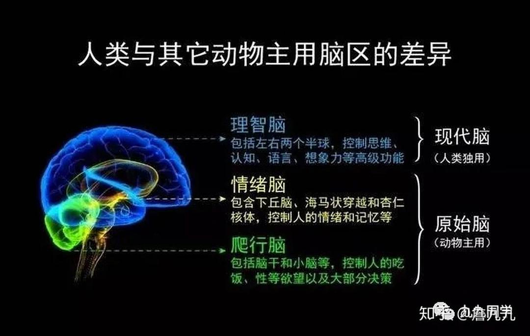 成长就是克服天性的过程—三重脑理论