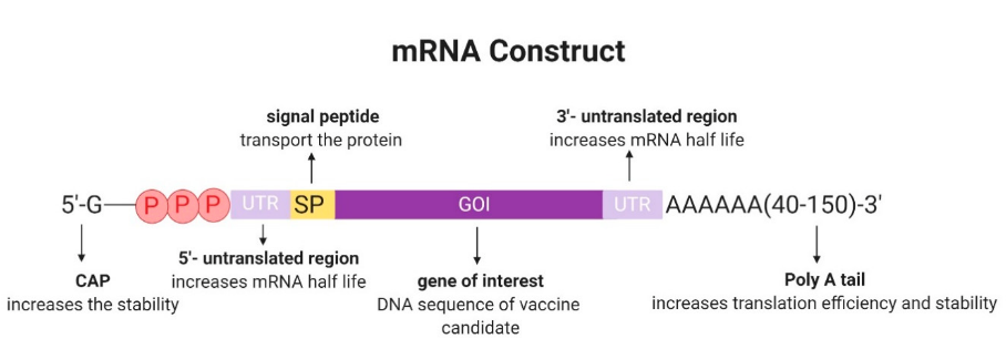 first clinical trial of covid-19 vaccine | a mrna