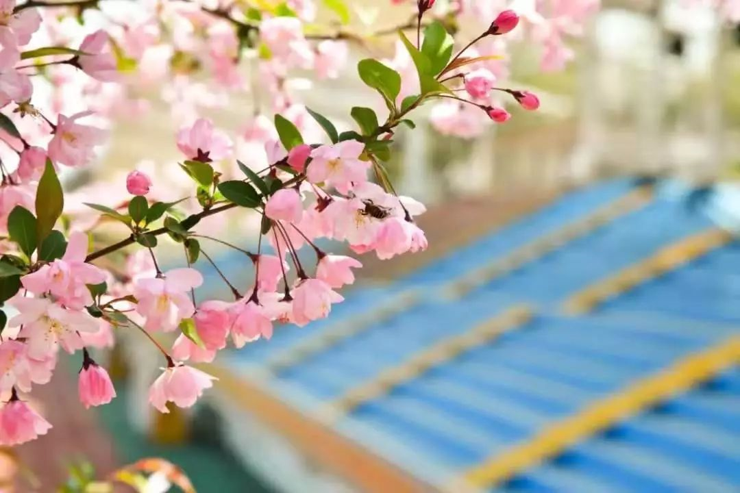 江苏专转本最好的院校,南京工业大学!