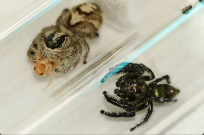 常见跳蛛（二）