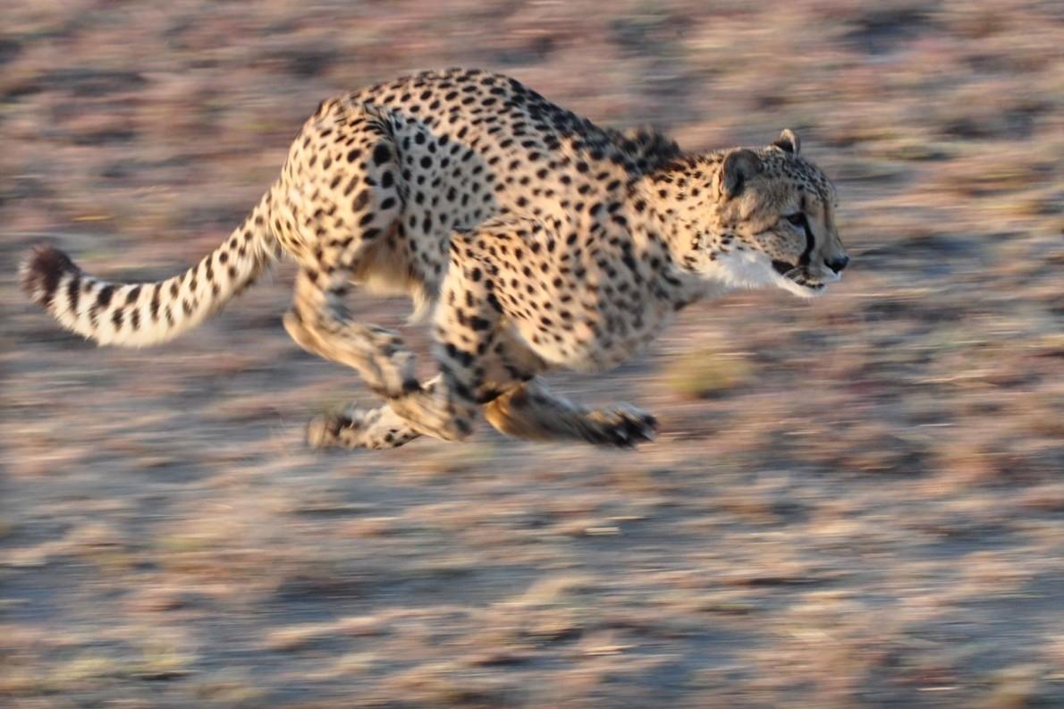 这头猎豹在南非马布拉地区的zebula bush lodge附近奔逸绝尘.