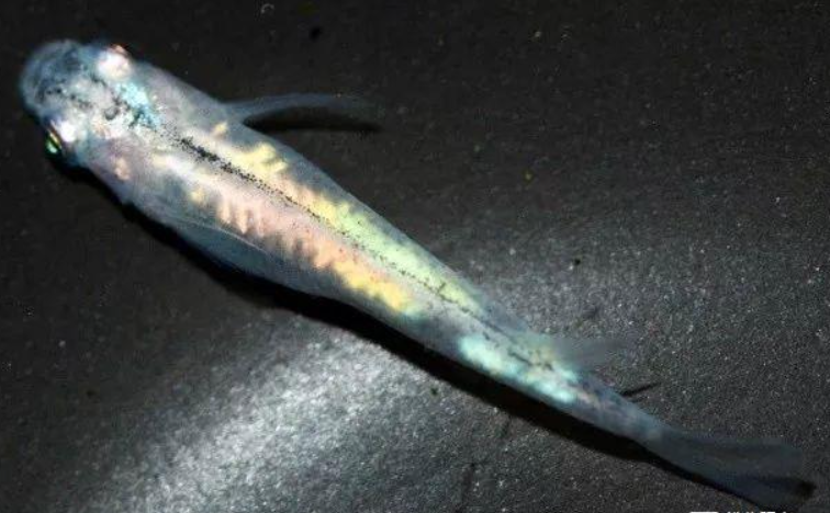 观背青鳉七体内光