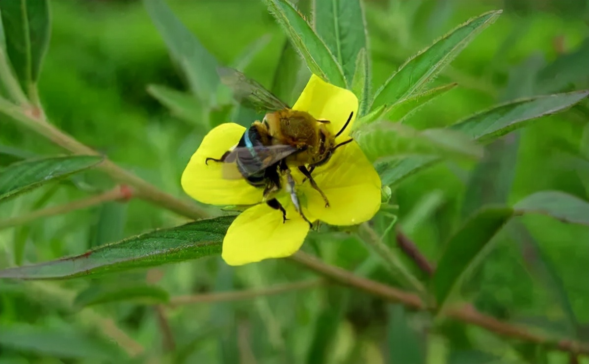 东亚无垫蜂 thyreus decorus smith, 1852 蜜蜂属apis 属:蜜蜂属