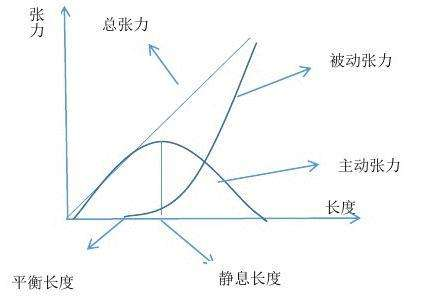 1 骨骼肌收缩原理是什么_骨骼肌纤维的收缩原理(2)