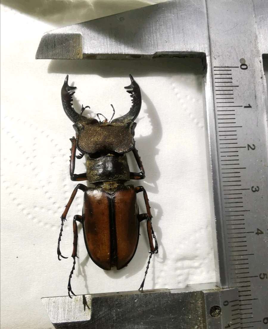 黄鞘深山锹甲 lucanus delavayi