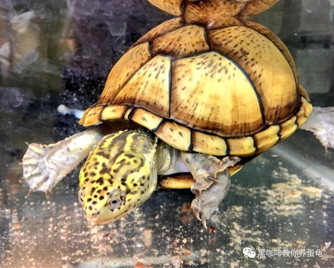 奇龟异谈【三】墨西哥泥龟 老虎泥