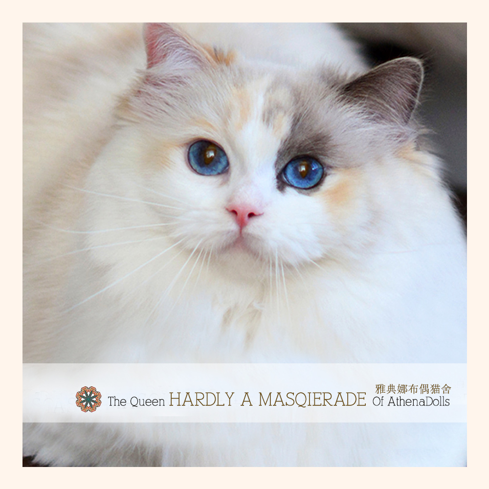 布偶猫遗传学颜色与花纹篇