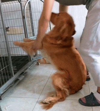 但它犯错时,就直接让狗狗饿肚子,这种教育方法是不会让狗狗知错的,只