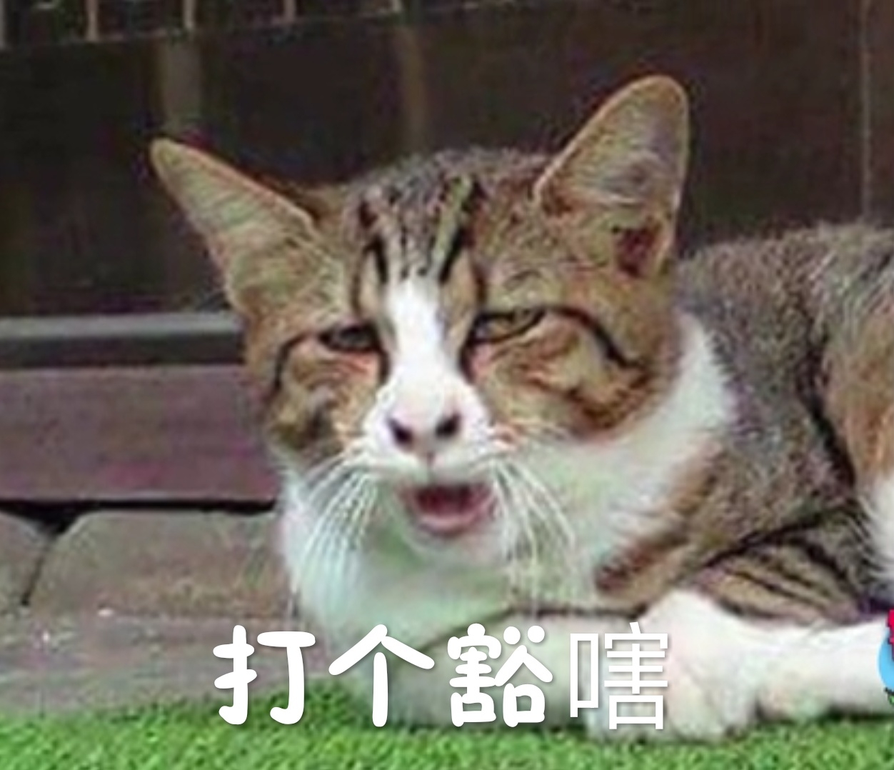 这只丑萌丑萌的猫可能是一边打哈切,一边打喷嚏(┌.)┌