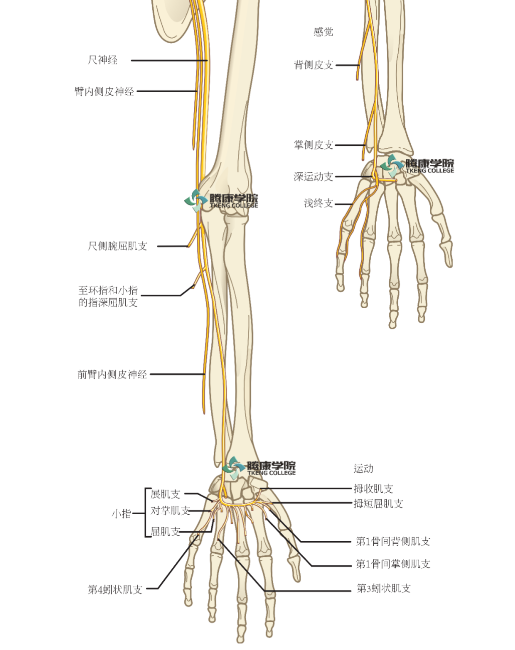 在前臂和上臂尺神经支配尺侧腕屈肌和指深屈肌三四部分(环,小指).