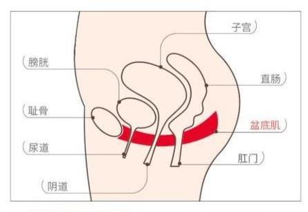 答:盆底肌犹如一张"吊床",紧紧吊住尿道,膀胱,阴道,子宫,直肠等脏器.