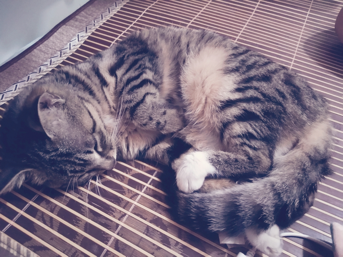 一只还算可爱的猫,二妞妞! - 哔哩哔哩
