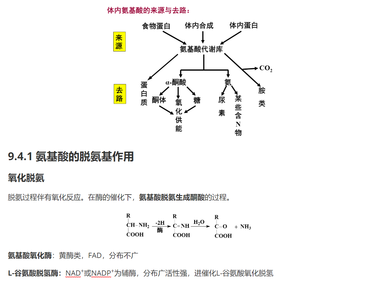 生化—蛋白质降解与氨基酸代谢