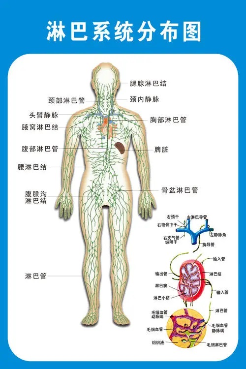 人体有两个循环系统:血液循环和淋巴循环,但多数人只知前者,对后者不