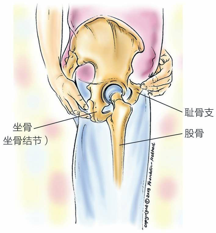 瑜伽解剖学:骨盆解剖与功能Ⅰ