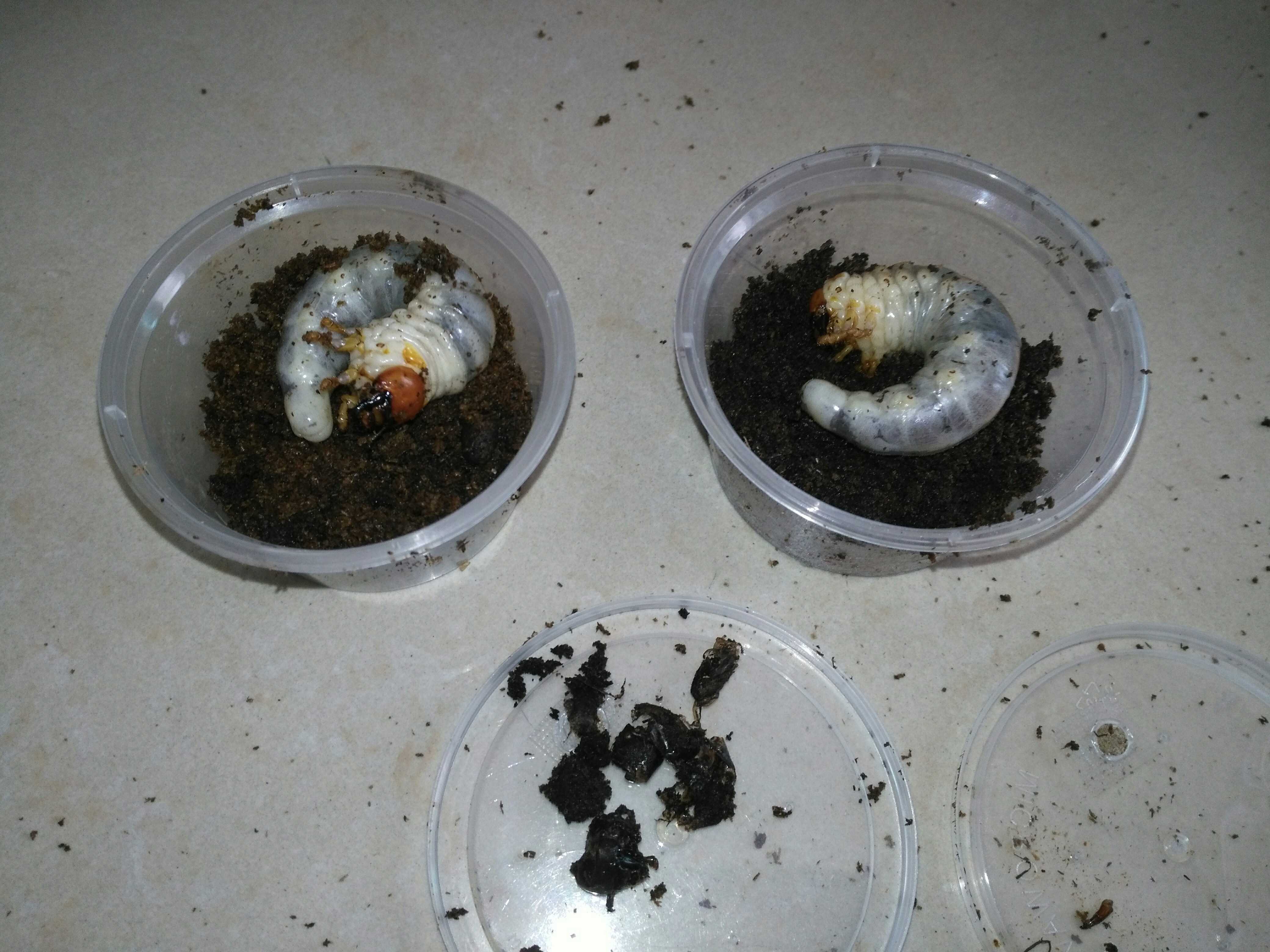 生活 萌宠 介绍及饲养锹肌癫屎锹甲 幼虫在每一龄的初期和末期体积