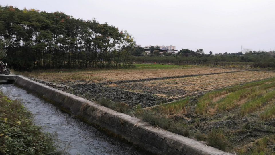 出了江油市彰明镇集镇,就是大片的稻田,旁边的水渠就是流经集镇的那条