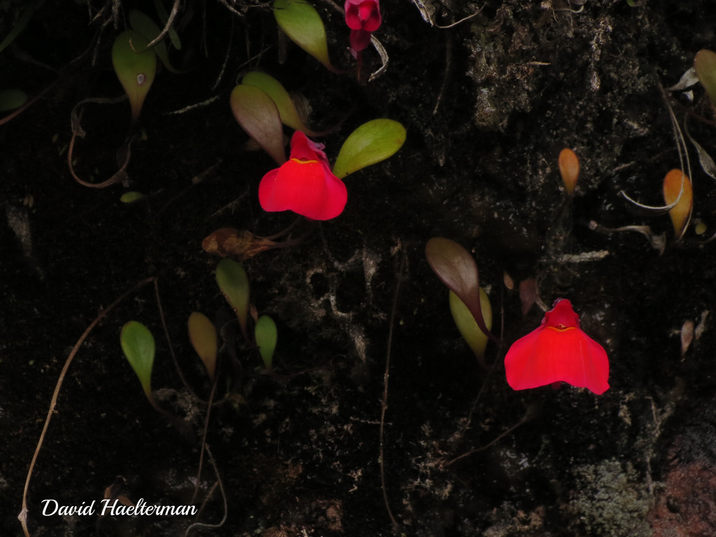 梦幻品种奎尔奇狸藻utricularia quelchii,国内目前无开花纪录