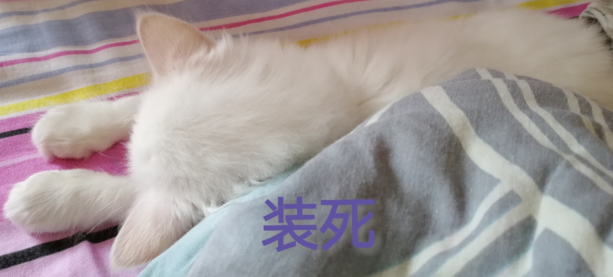 自家猫与猫咖猫表情合集表情包情侣a表情图片