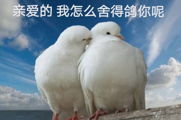 某鸽子精的突发想法