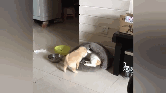 小奶狗的二手狗窝被猫咪霸占,奶狗壮着胆子夺狗窝,被猫一脚踹飞