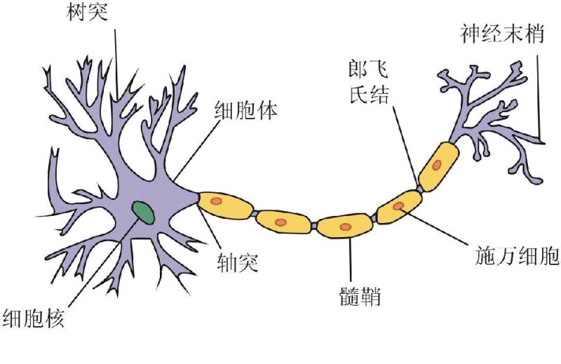 神经元的信息传递: 感觉神经元接收来自身体组织和感觉器官的信息并将