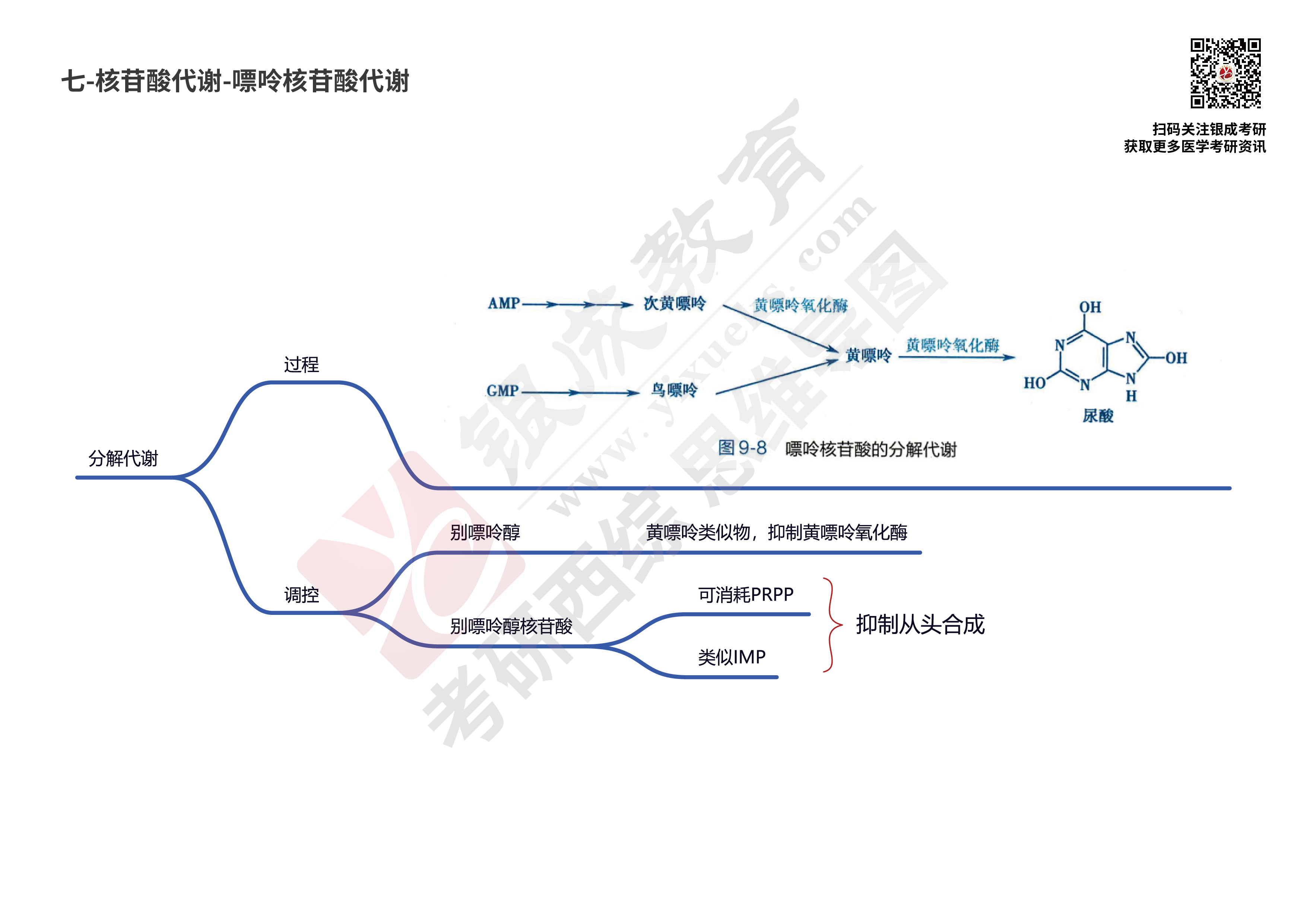 西综思维导图核苷酸代谢