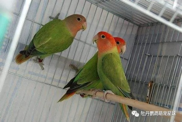 由于白面的基因原理和红面互斥,红头蓝闪这样的闪光组合也就不可能