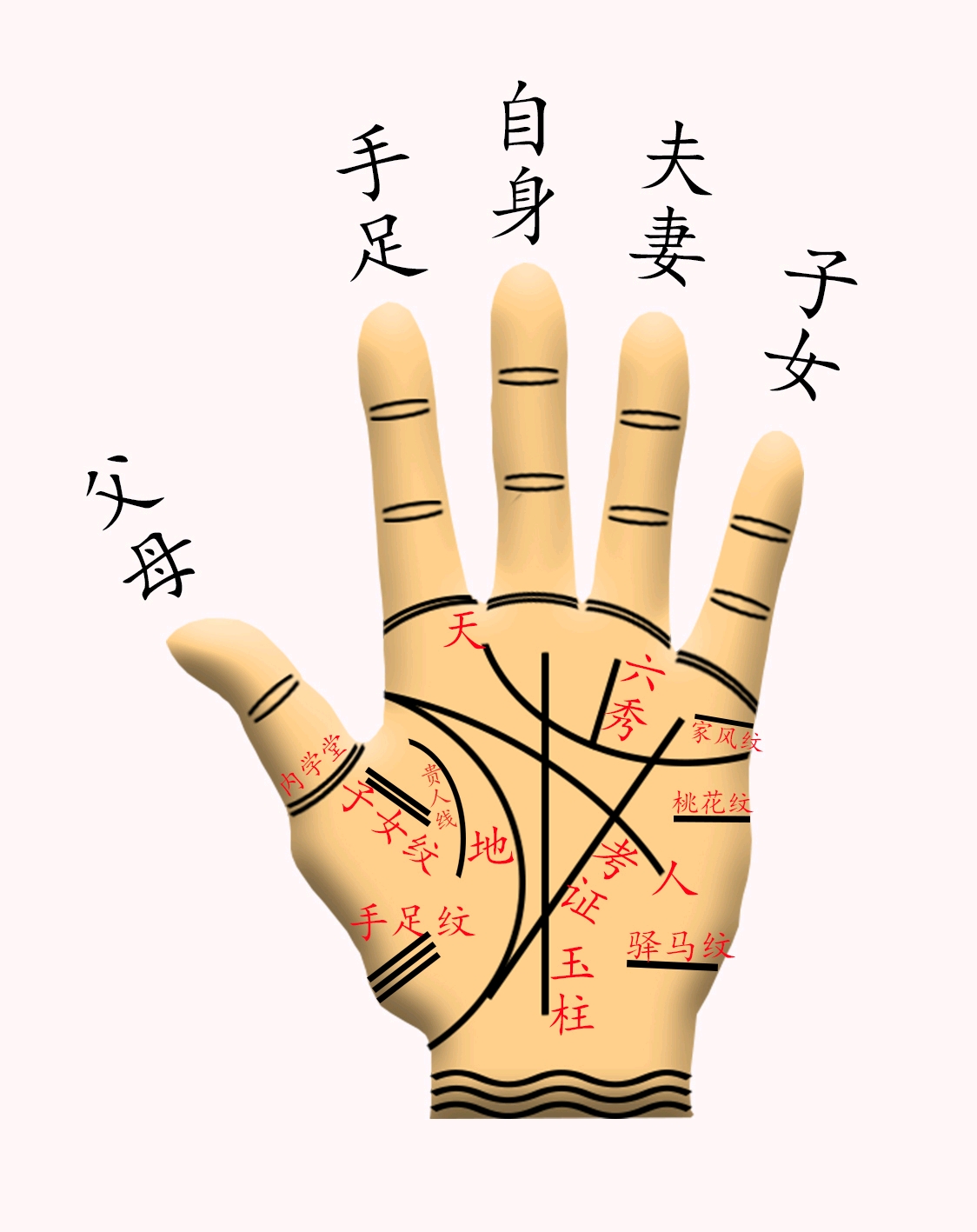 在上一条的基础上,按照五行八卦的体系即中国手相看的话,男左女右