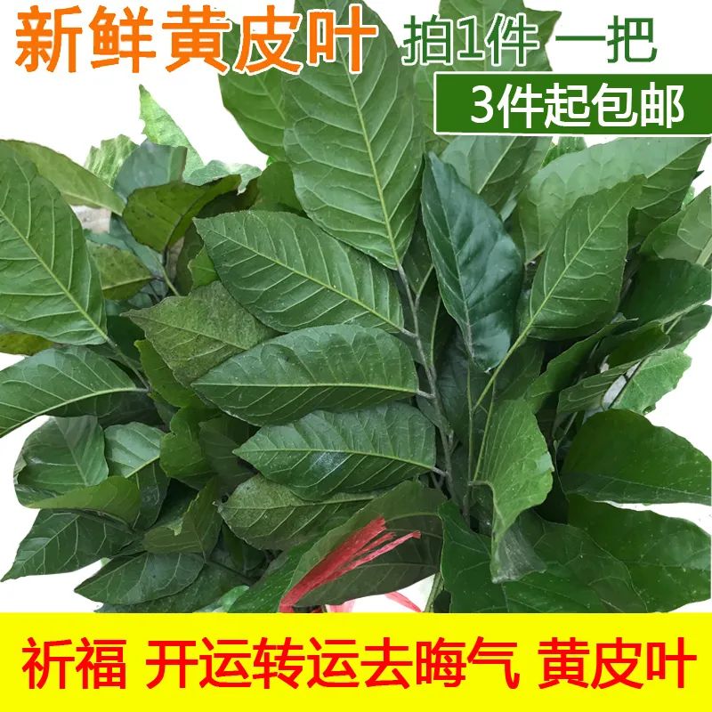 又或是在他们的枕头下发现黄皮叶, 别问,问就是广东人在搞风水