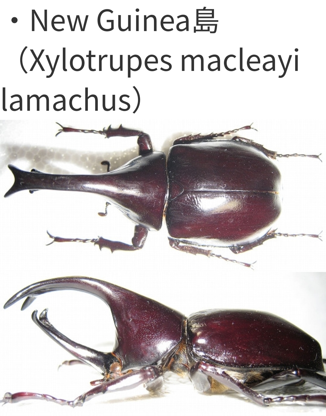 xylotrupes lorquini lorquini 产于印尼-苏拉威西岛,布顿岛,珀伦岛