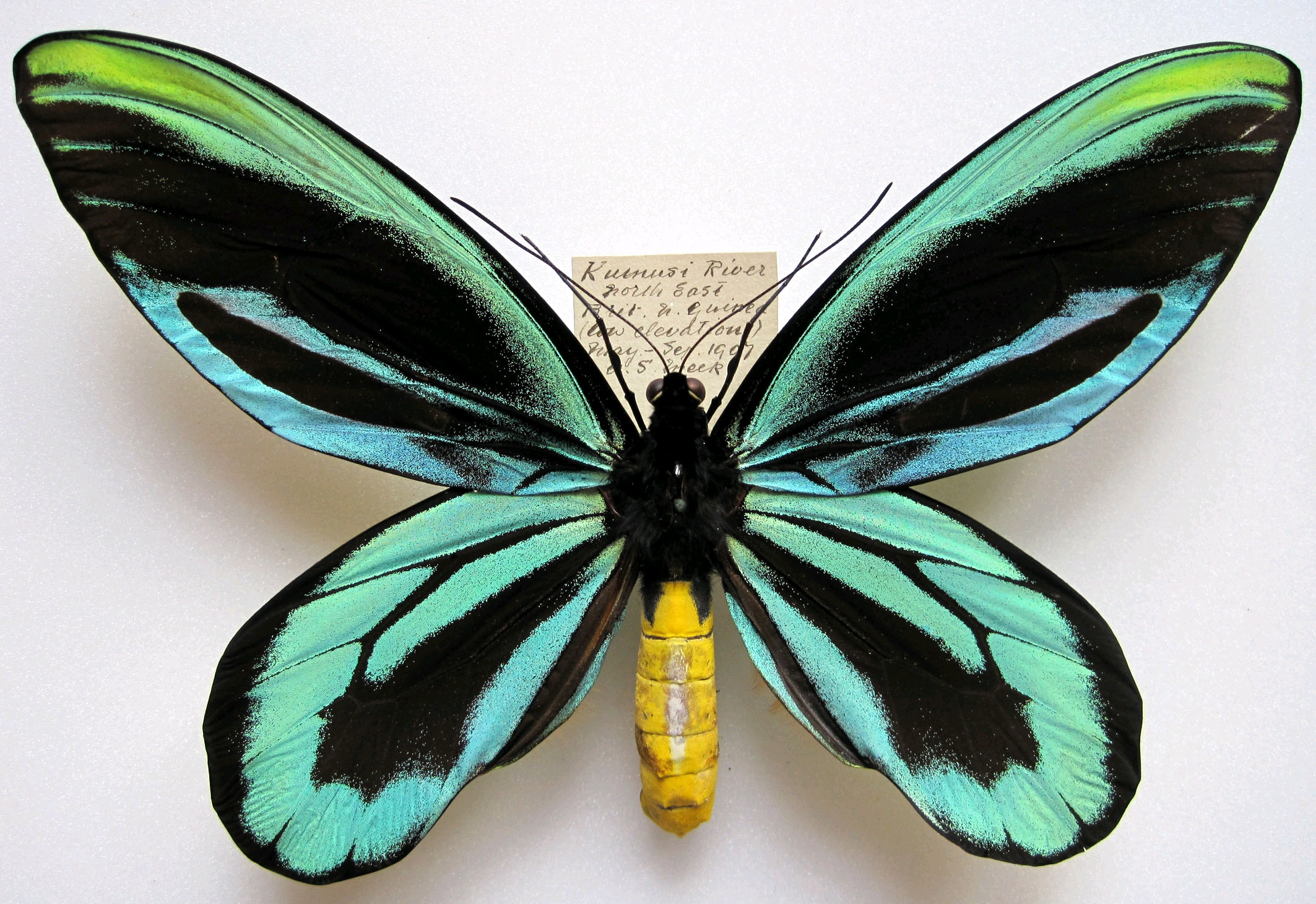 亚历山大鸟翼凤蝶♂,严格的话它的雌性才是               翅展最宽的