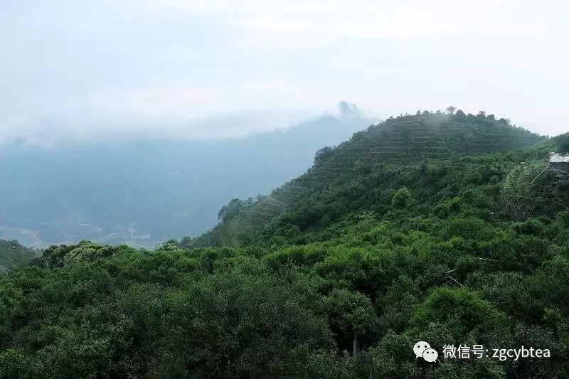 云雾缭绕的茶山