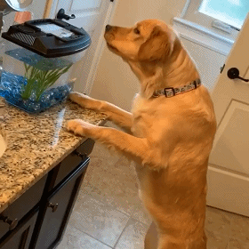 4,金毛犬
