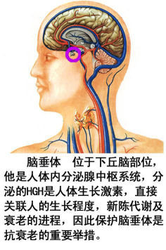 史上最全的人体(组织器官)全图
