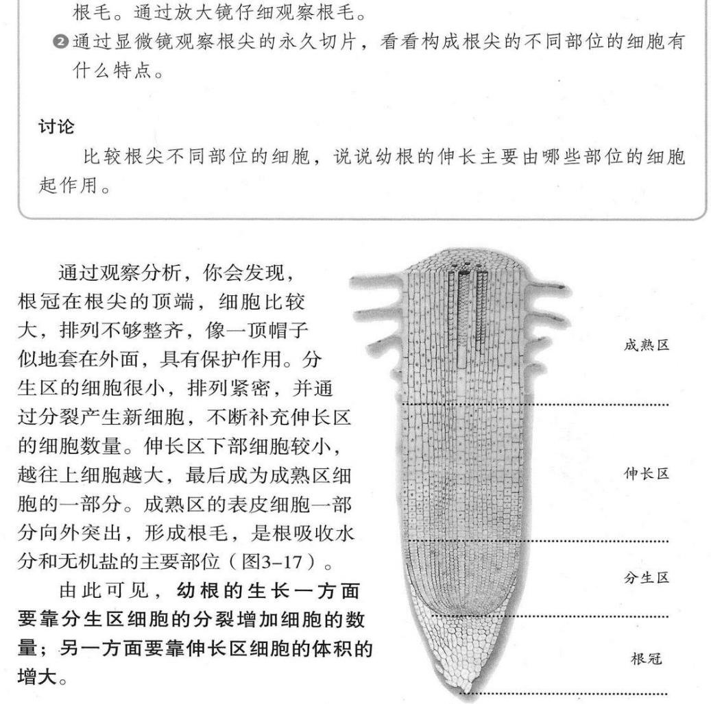 【教师资格证面试】初中生物逐字稿:《根尖的结构和功能》