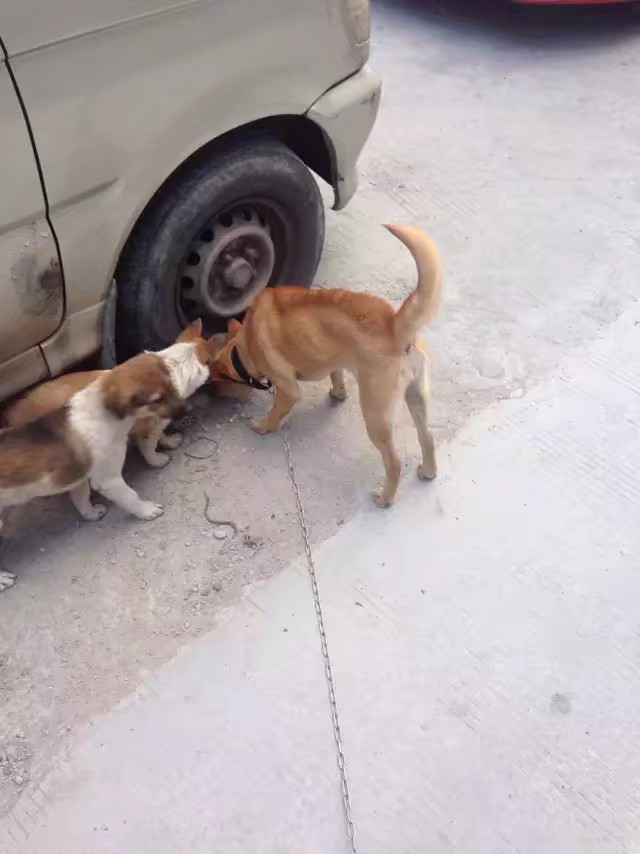 温州土狗绝种了,都是这样的短腿狗