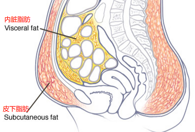中年以后如何减掉腹部脂肪做针对性调整让腹部保持平坦