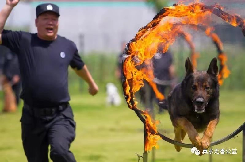 跳火圈锻炼的不仅仅                    警犬的勇气.