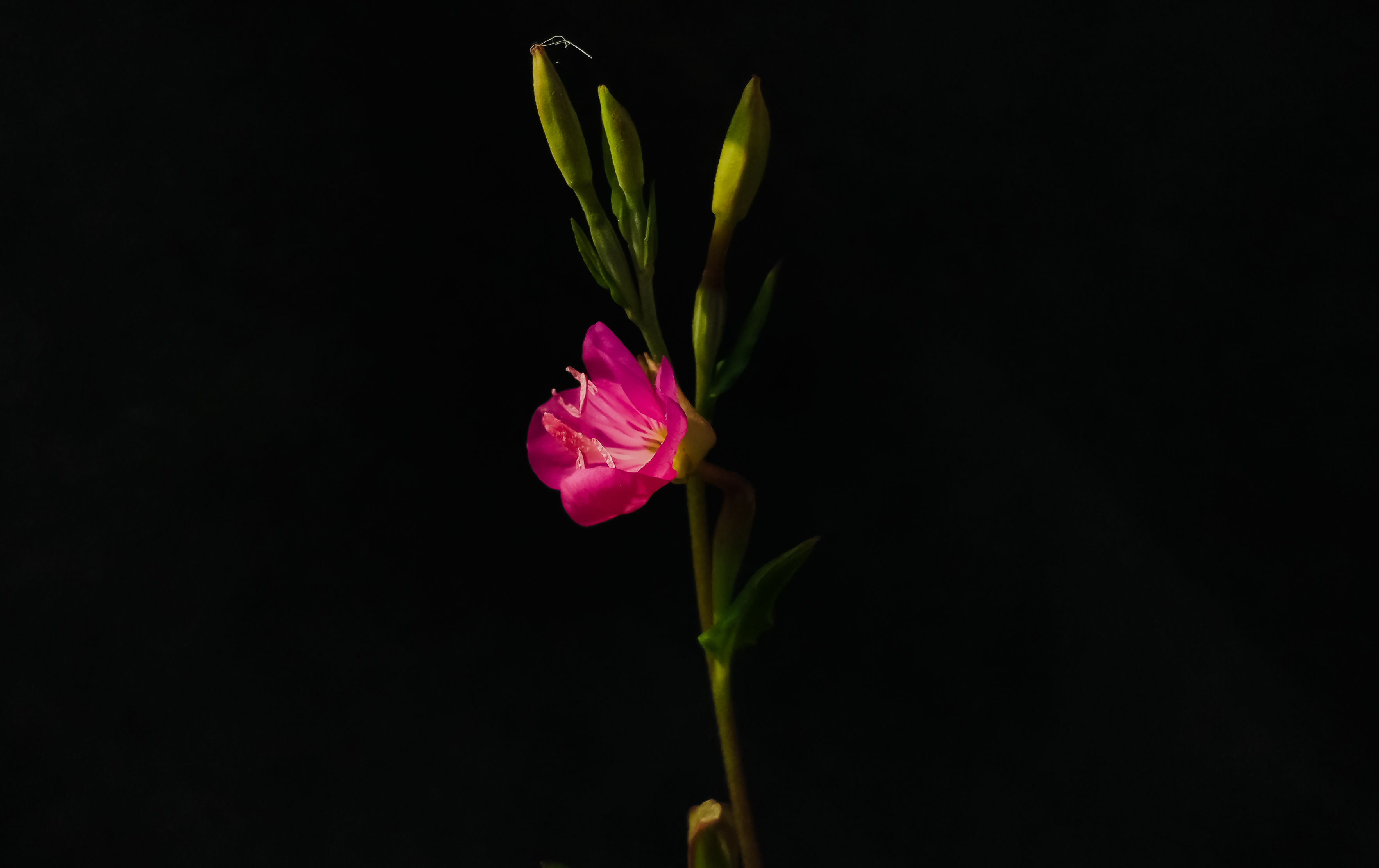 手机骗赞摄影(一) 高质感纯黑背景骗赞