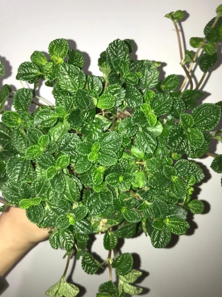 上面是皱叶冷水花pilea mollis 市面上我们能买得到的冷水花品种一般