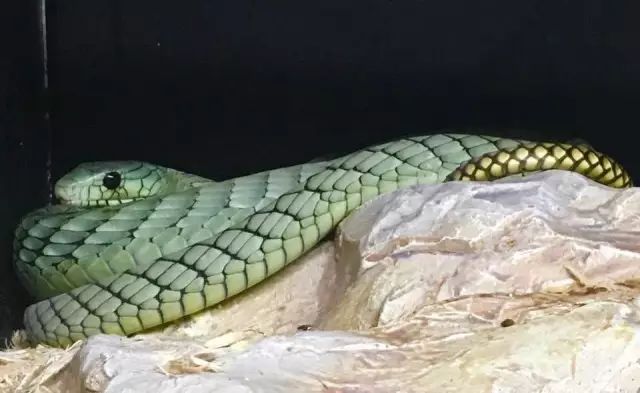 西部绿曼巴蛇 d.viridis