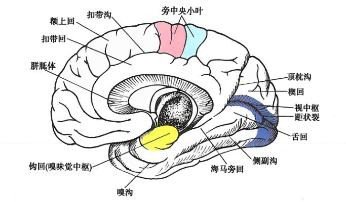 大脑皮质区功能