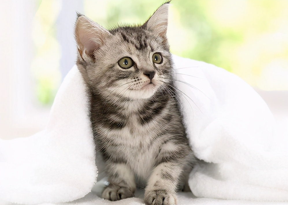7,多让猫咪运动