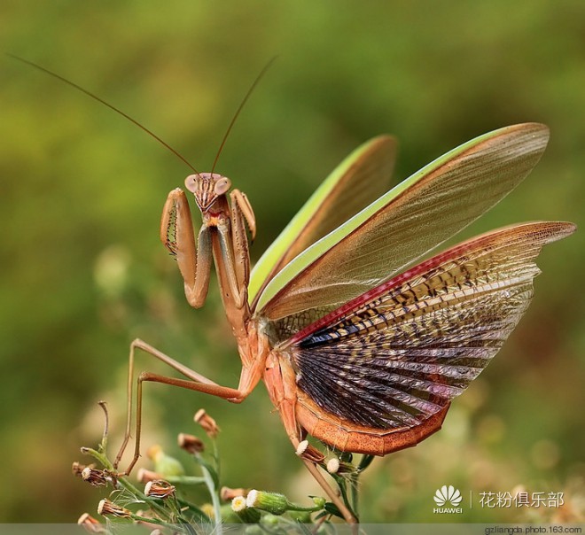 tenodera sinensis中华刀螳,雄性成体