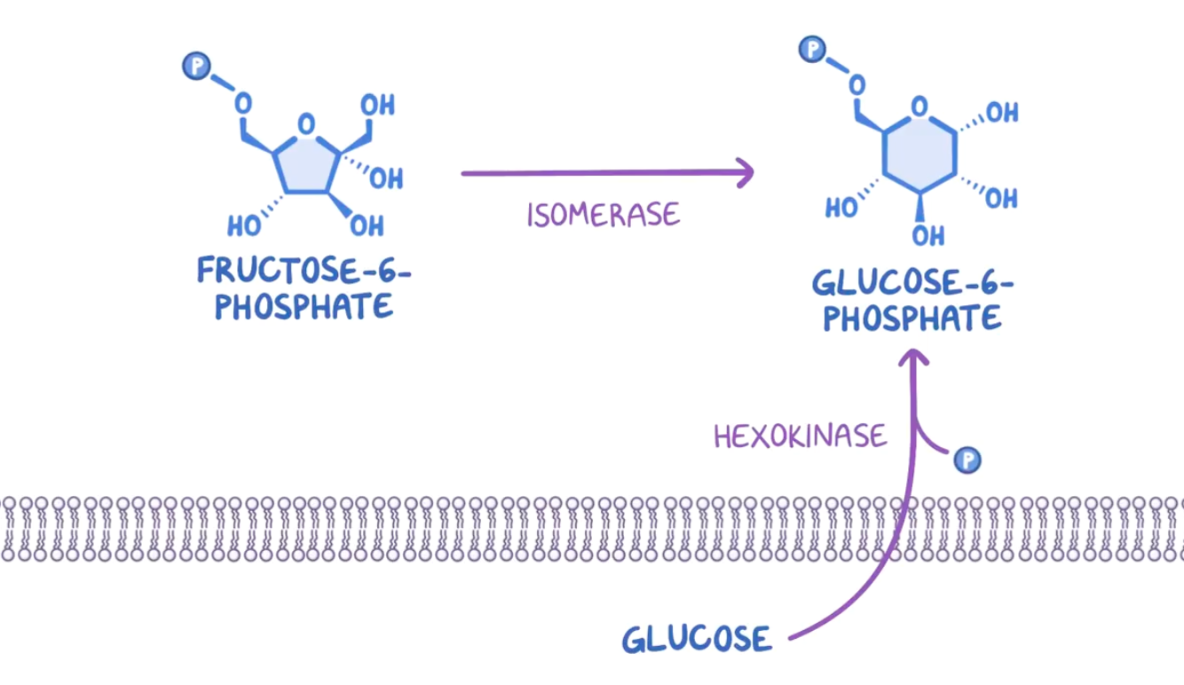 isomerase