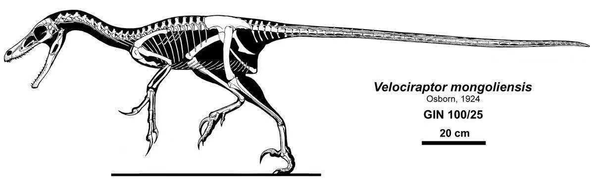 科普伶盗龙velociraptor你究竟是谁