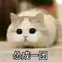 小可爱,猫咪表情包要么?③